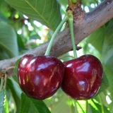 Detaljan opis sorte trešnje volovsko srce